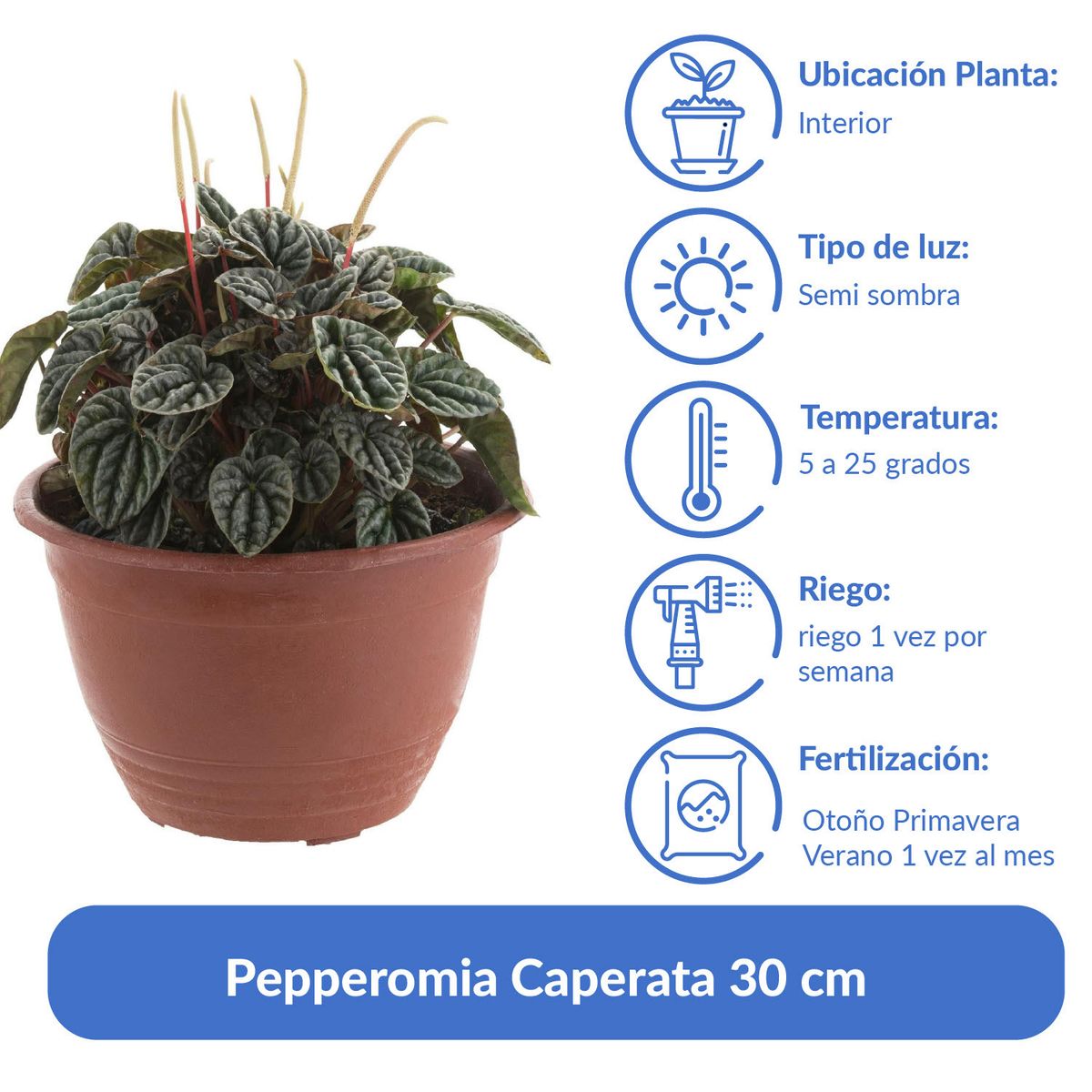 LAS BANDURRIAS - Pepperomia Caperata 30 cm Natural CT20