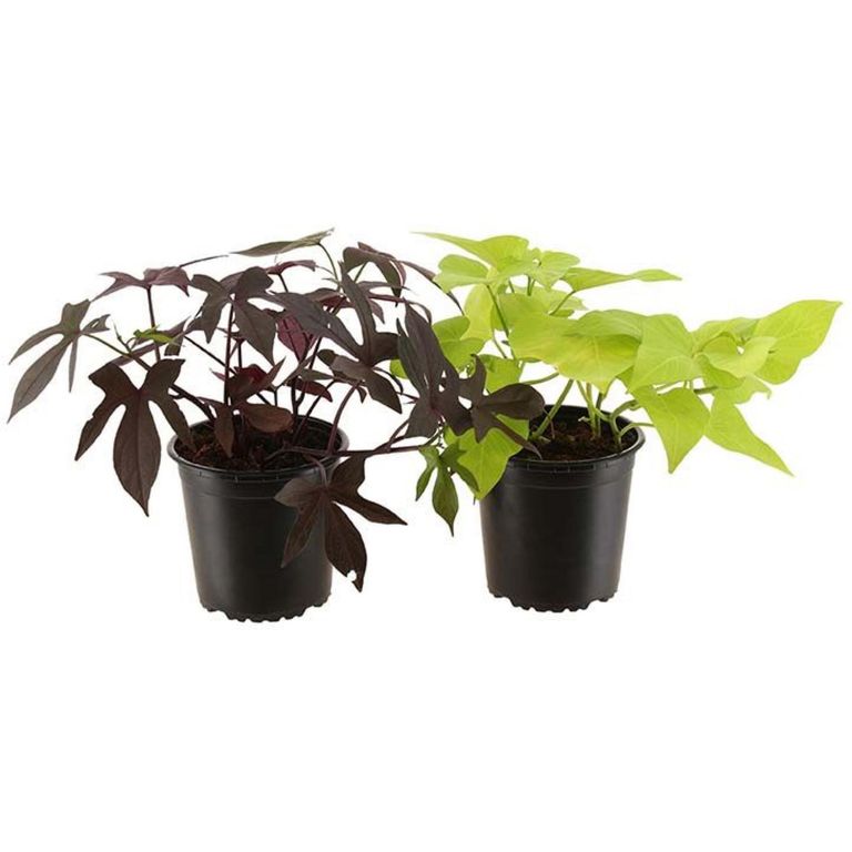 Ipomoea 20 cm Natural CT13