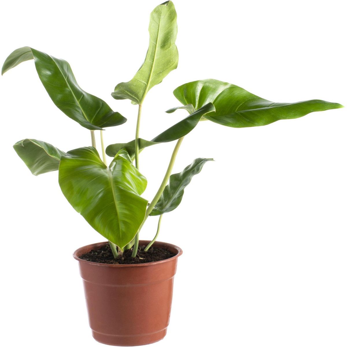 LAS BANDURRIAS - Philodendro Longifolio 40 cm Natural CT26