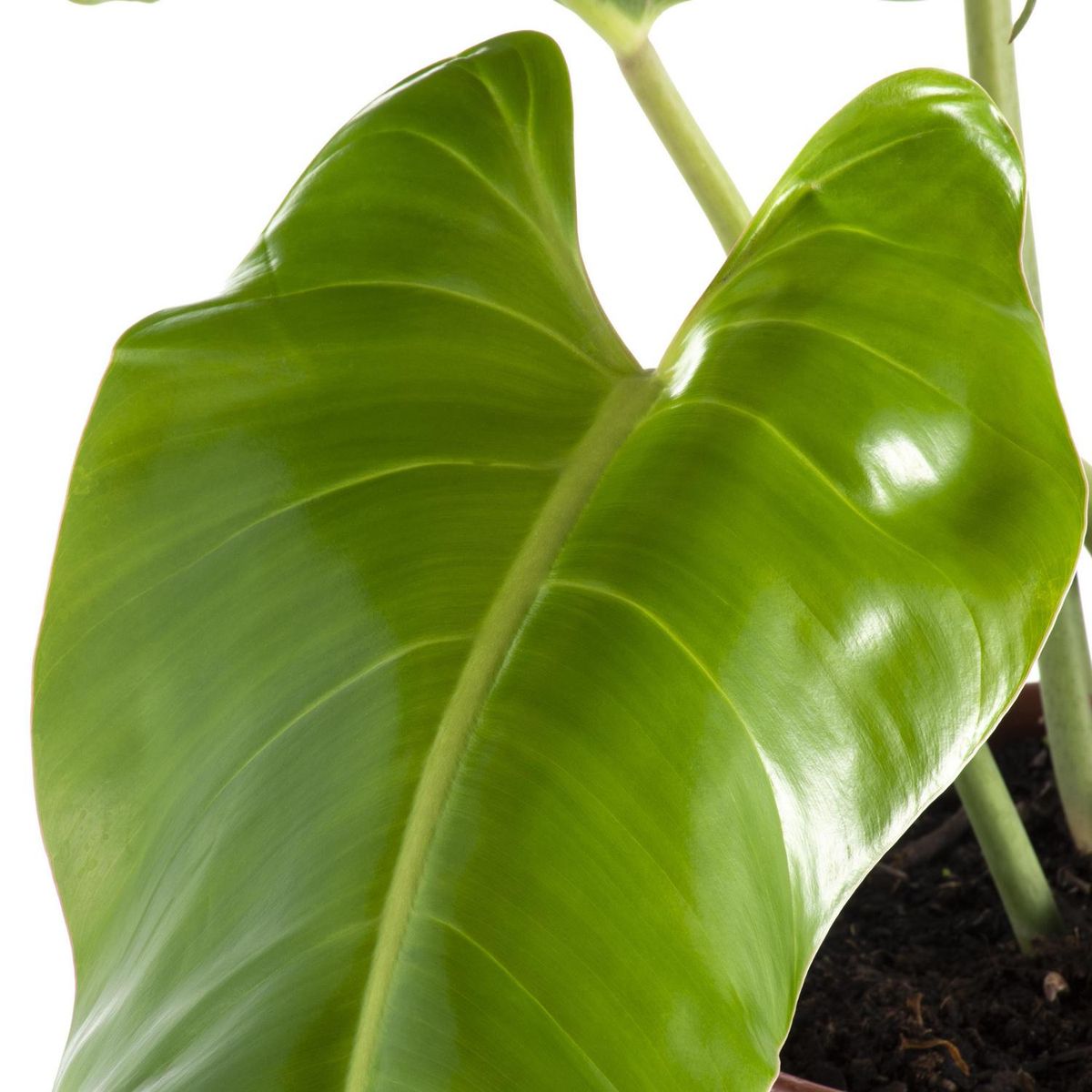 LAS BANDURRIAS - Philodendro Longifolio 40 cm Natural CT26