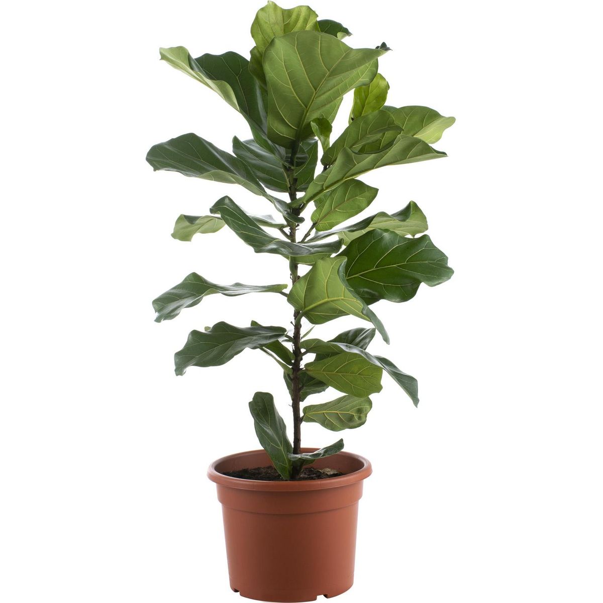 LAS BANDURRIAS - Ficus Lyrata 60 cm Natural CT29