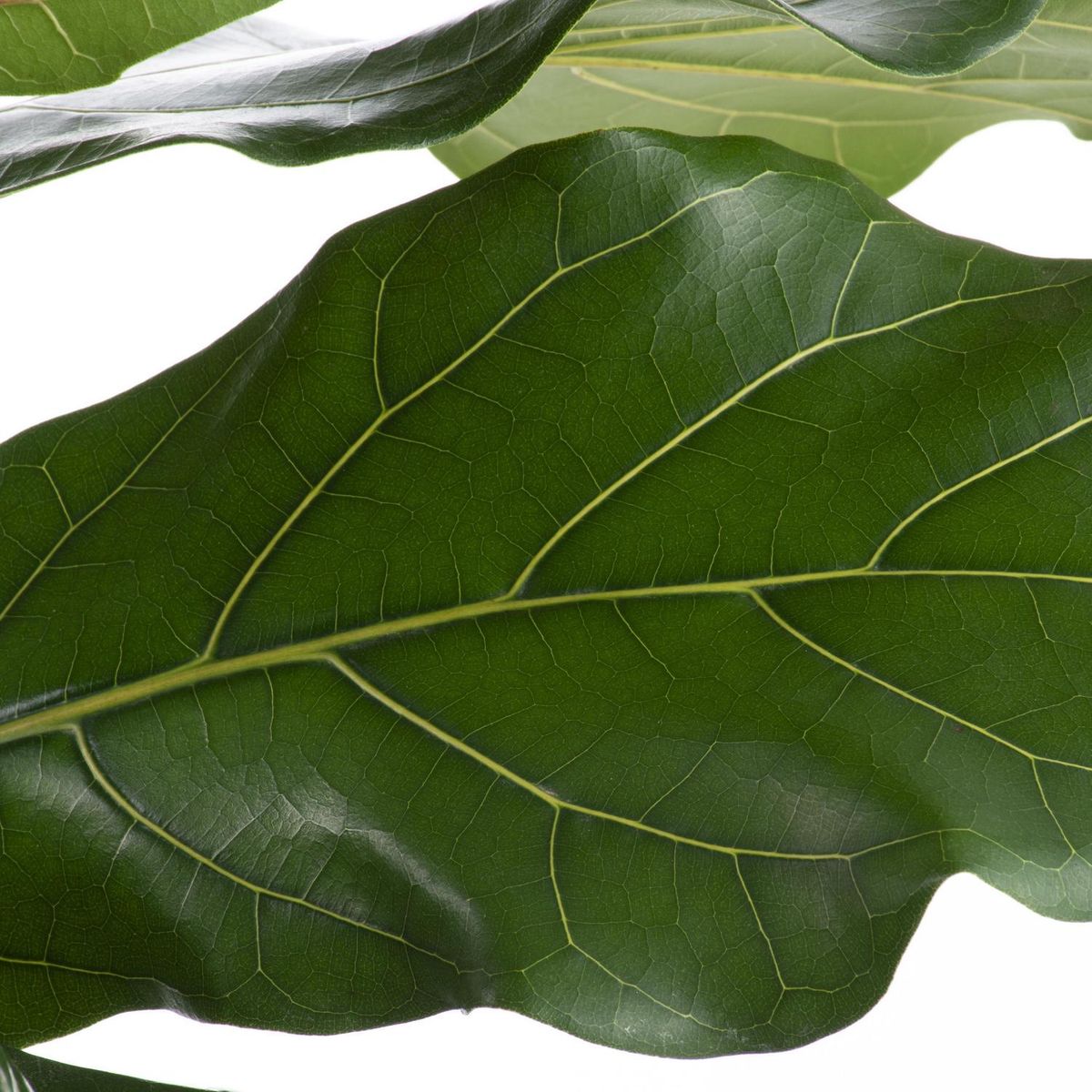 LAS BANDURRIAS - Ficus Lyrata 60 cm Natural CT29