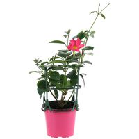 Mandevilla Colores 20 cm Natural CT12