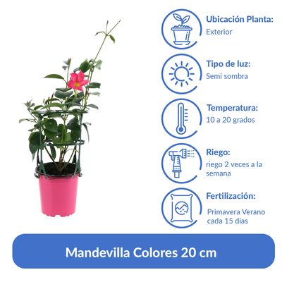 Imagen 2 del producto Mandevilla Colores 20 cm Natural CT12