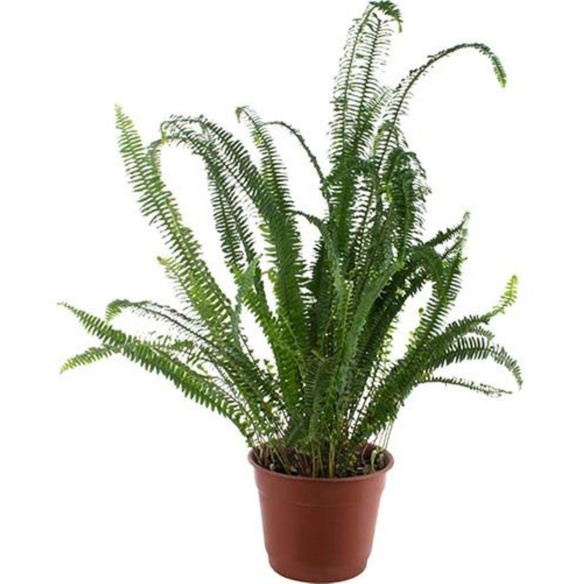 LAS BANDURRIAS - Helecho Nefrolepis Natural