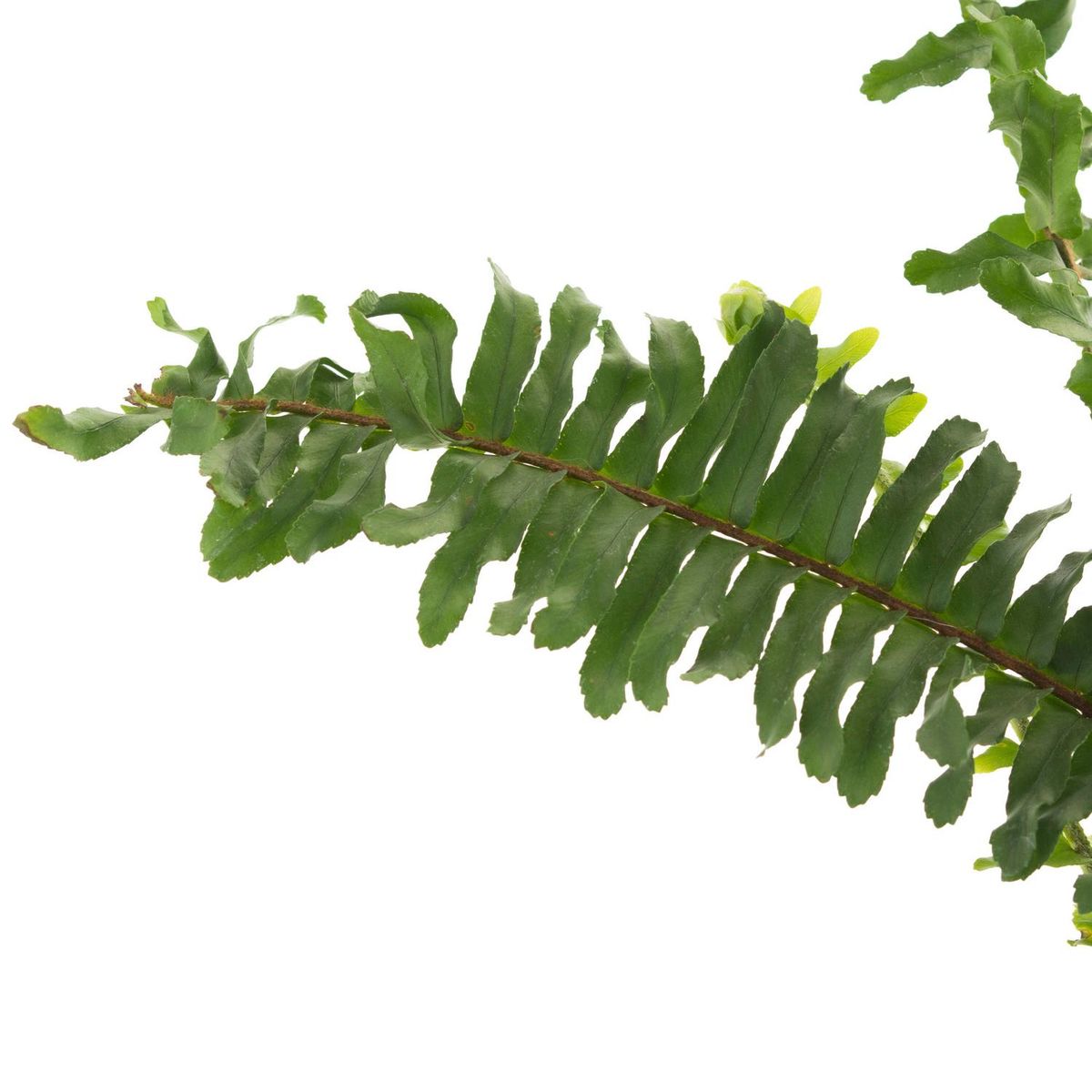 LAS BANDURRIAS - Helecho Nefrolepis Natural