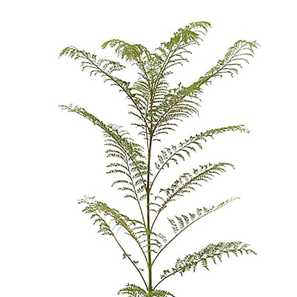 LAS BANDURRIAS - Árbol Jacaranda Natural