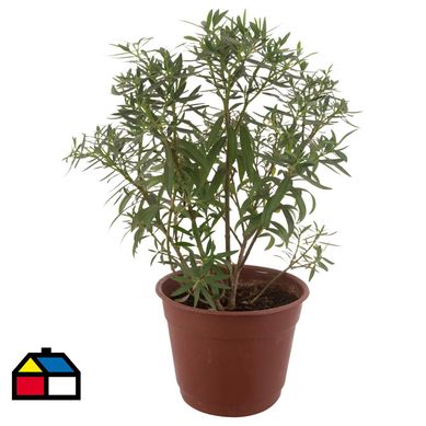 Laurel enano 0,6 m CT26