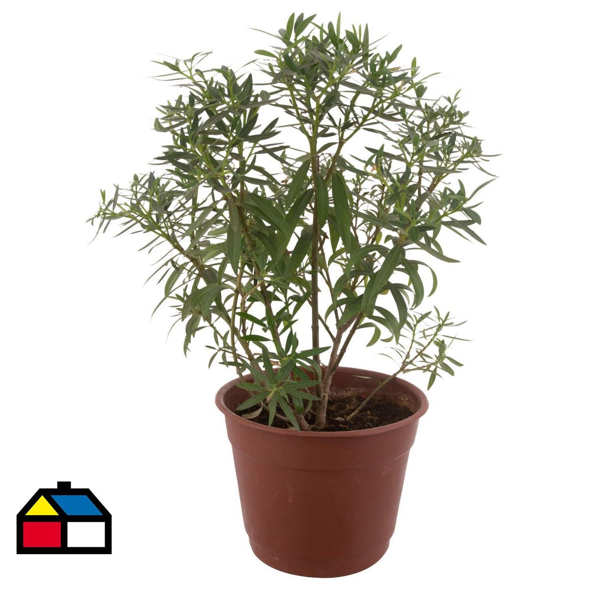 LAS BANDURRIAS - Arbusto Laurel Enano Natural 