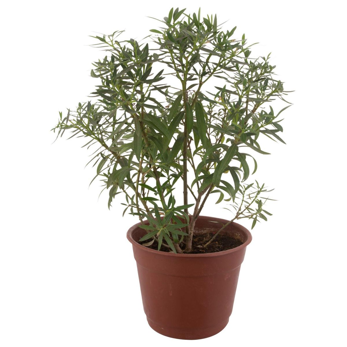 LAS BANDURRIAS - Arbusto Laurel Enano Natural 