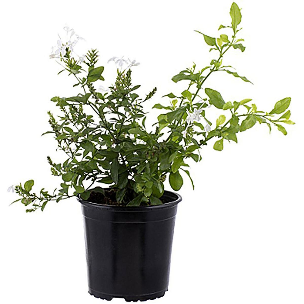 LAS BANDURRIAS - Arbusto Plumabgo Capensis Natural 40 cm