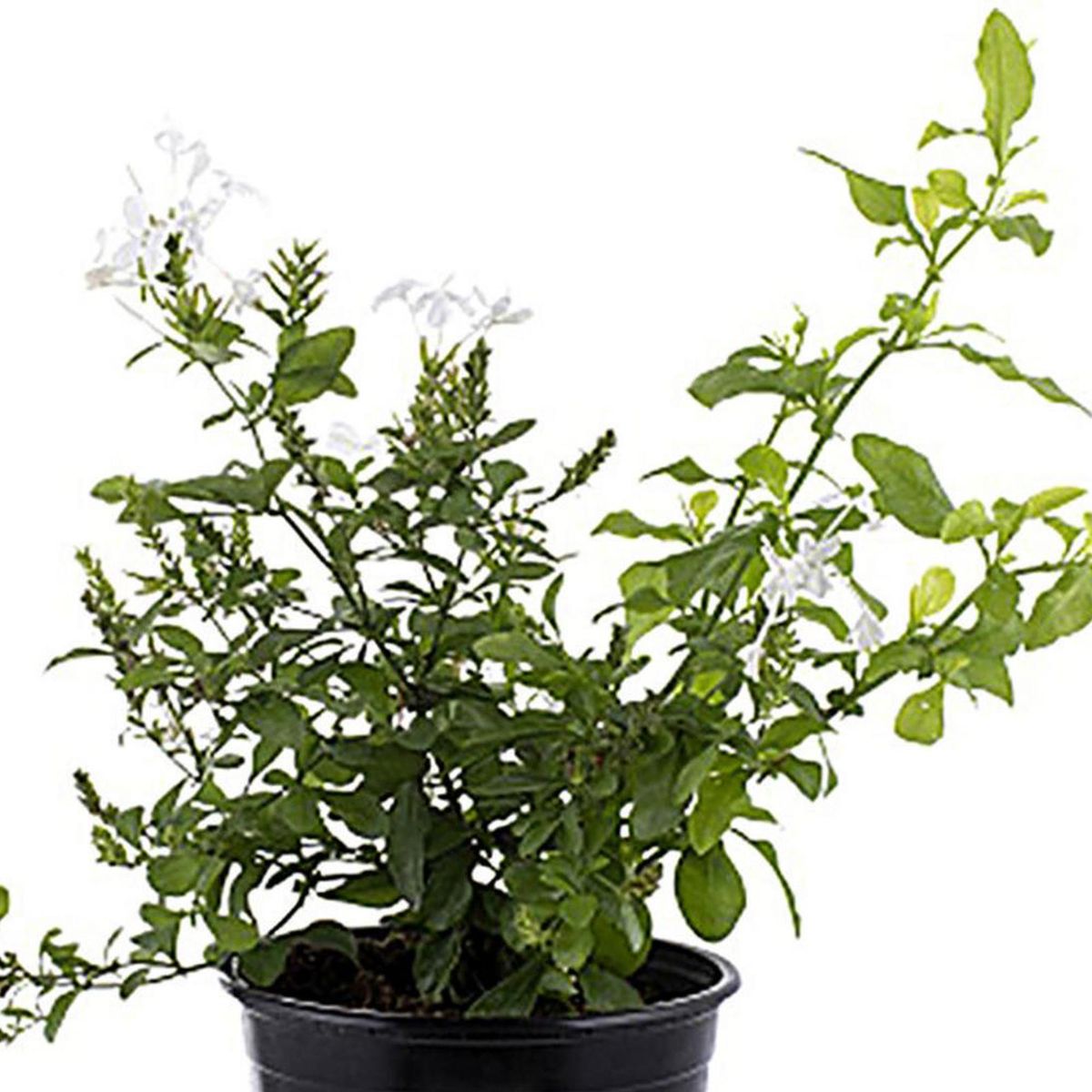 LAS BANDURRIAS - Arbusto Plumabgo Capensis Natural 40 cm