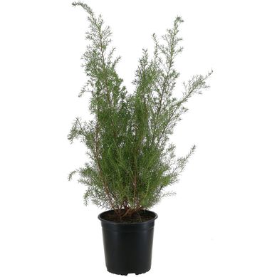 Diosma 0,2 m CT17
