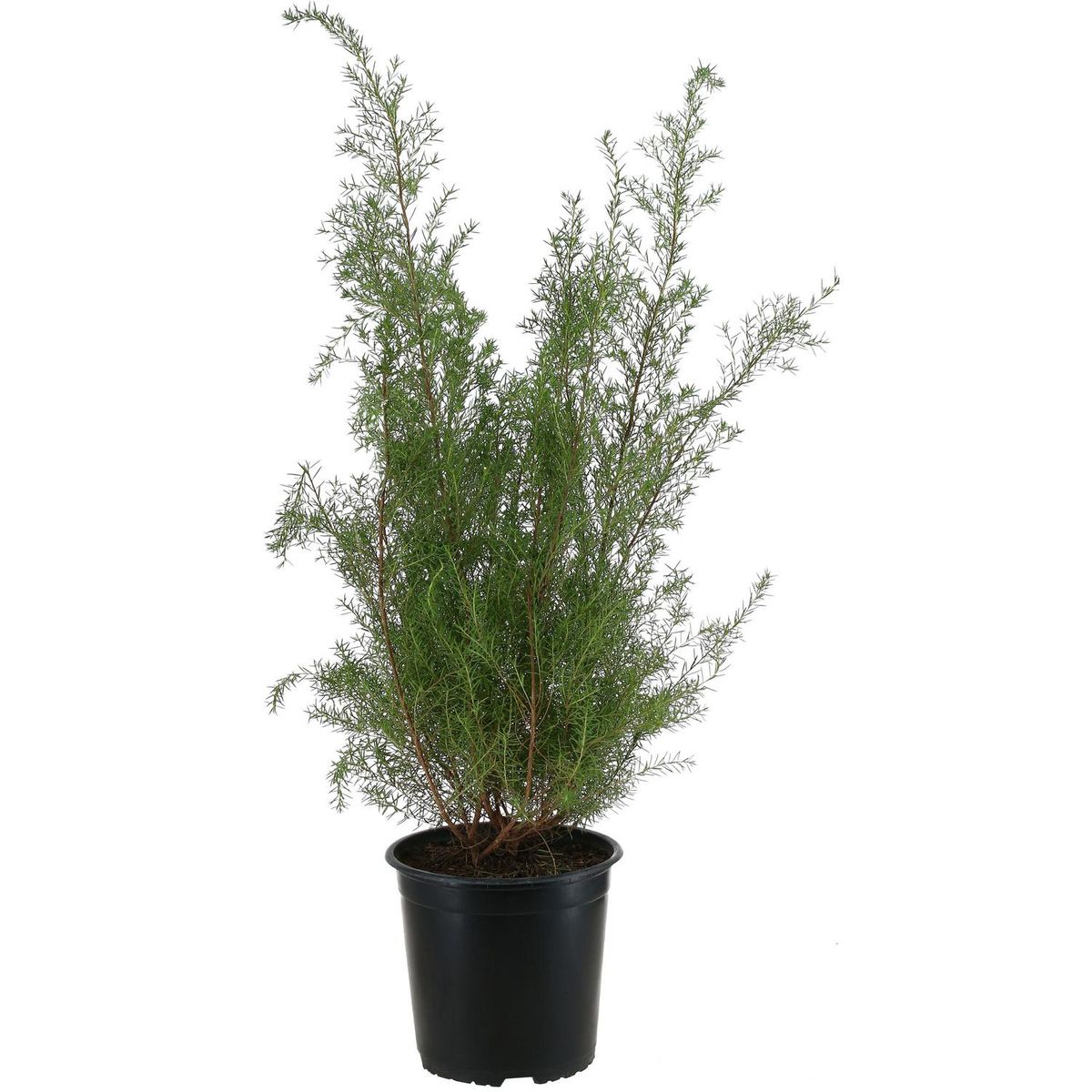 LAS BANDURRIAS - Arbusto Diosma Natural 