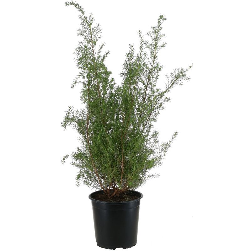 LAS BANDURRIAS - Arbusto Diosma Natural