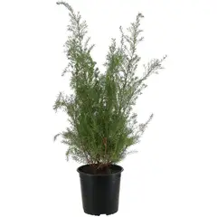 LAS BANDURRIAS - Arbusto Diosma Natural