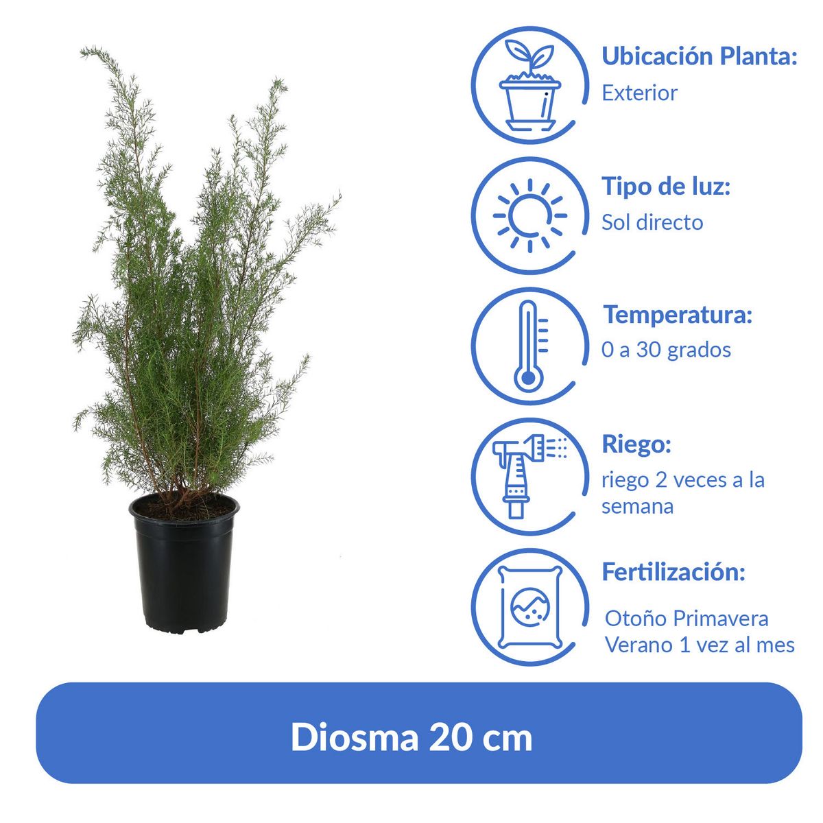 LAS BANDURRIAS - Arbusto Diosma Natural 