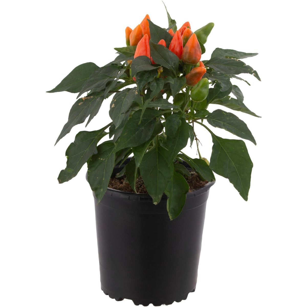 LAS BANDURRIAS - Planta Aji Ornamental 20 cm Natural CT12