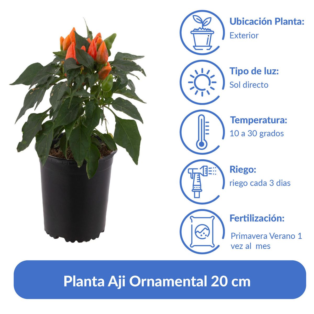 LAS BANDURRIAS - Planta Aji Ornamental 20 cm Natural CT12