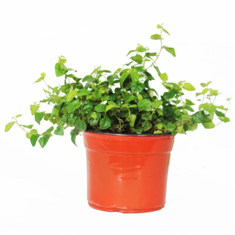 VIVEROS HIJUELAS - Ficus Repens 0,1 m CT14