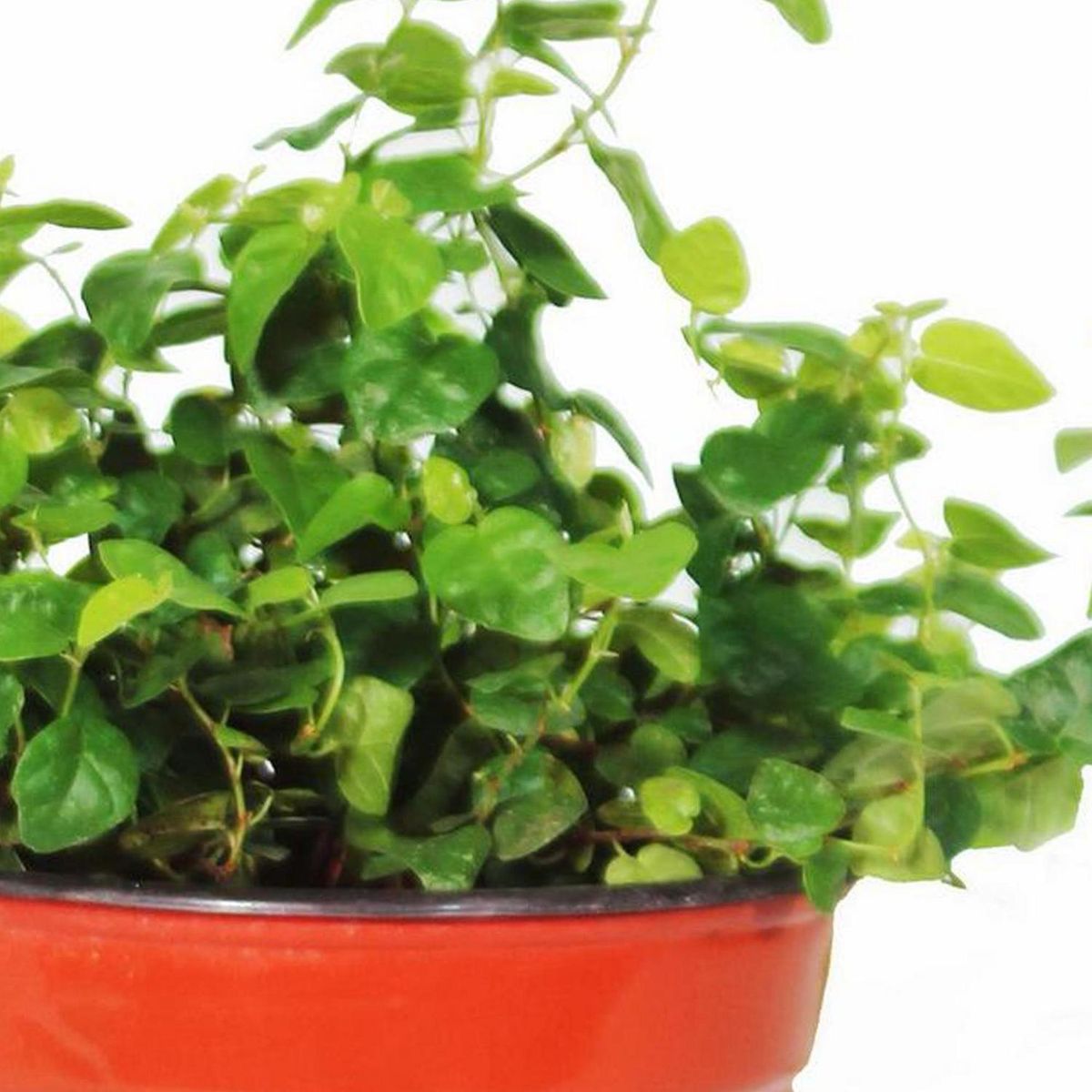 VIVEROS HIJUELAS - Ficus Repens Natural 