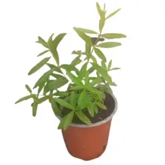 LAS BANDURRIAS - Cedron 20 cm Natural CT13