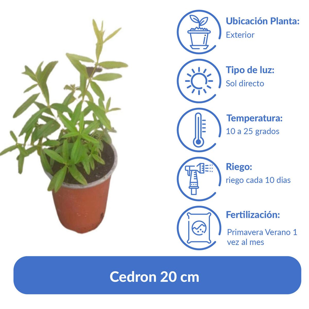 LAS BANDURRIAS - Cedron 20 cm Natural CT13