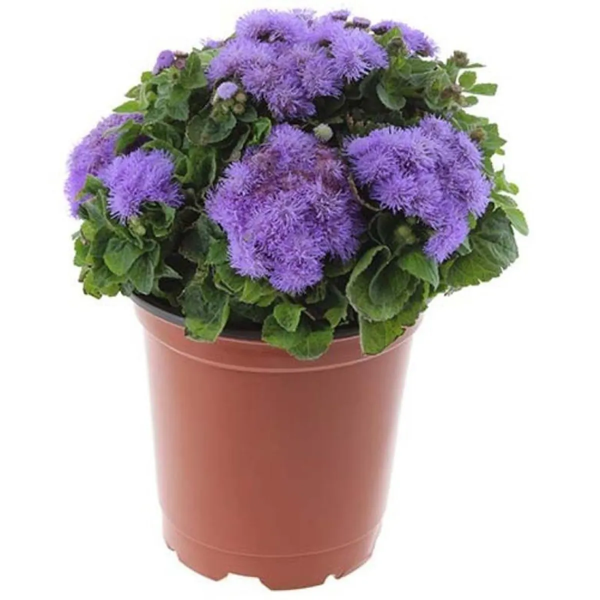 LAS BANDURRIAS - Planta Ageratum 20 cm Natural CT12