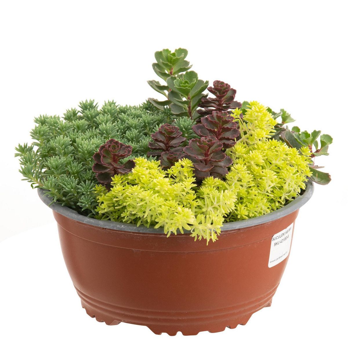 LAS BANDURRIAS - Suculentas Mix Natural 