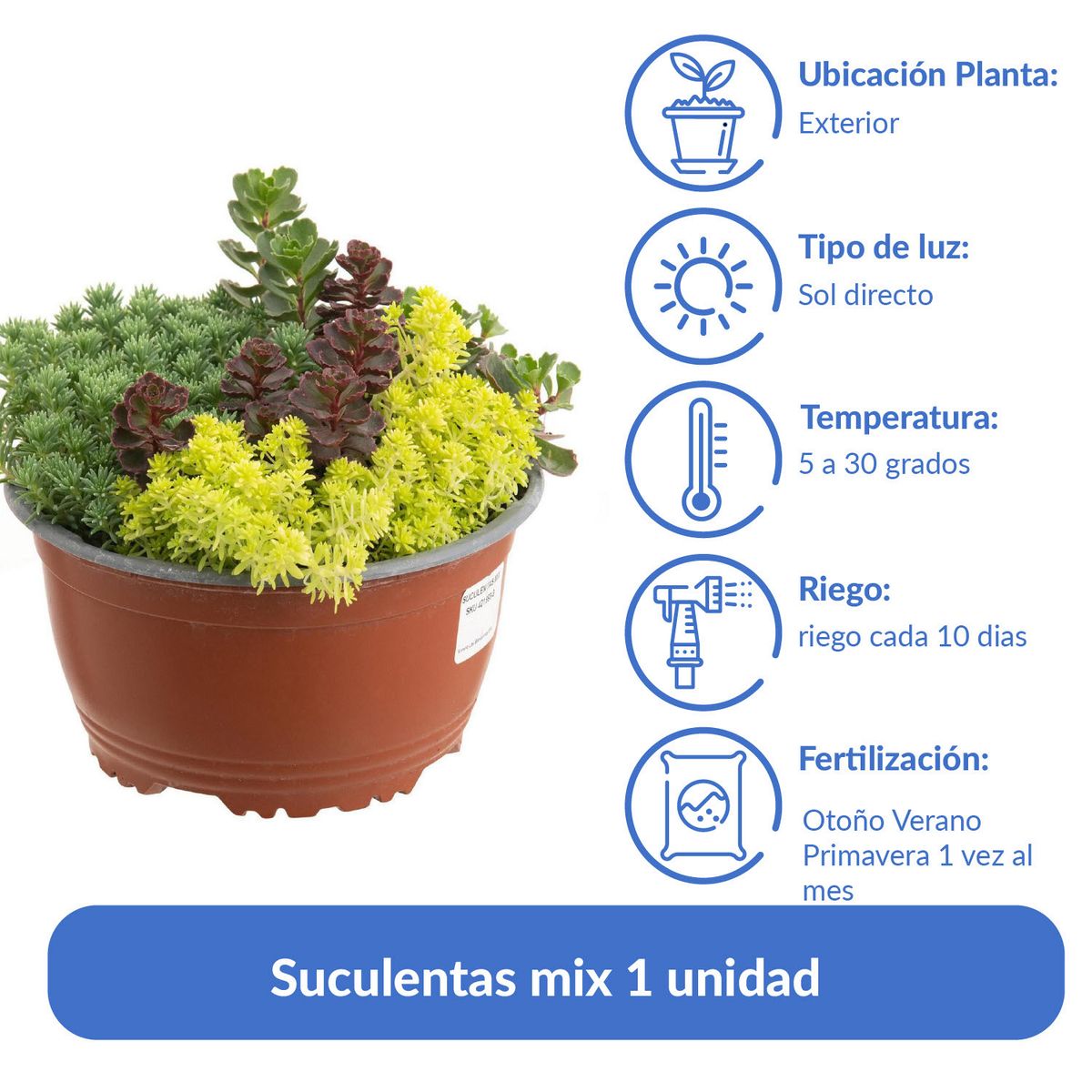 LAS BANDURRIAS - Suculentas Mix Natural 