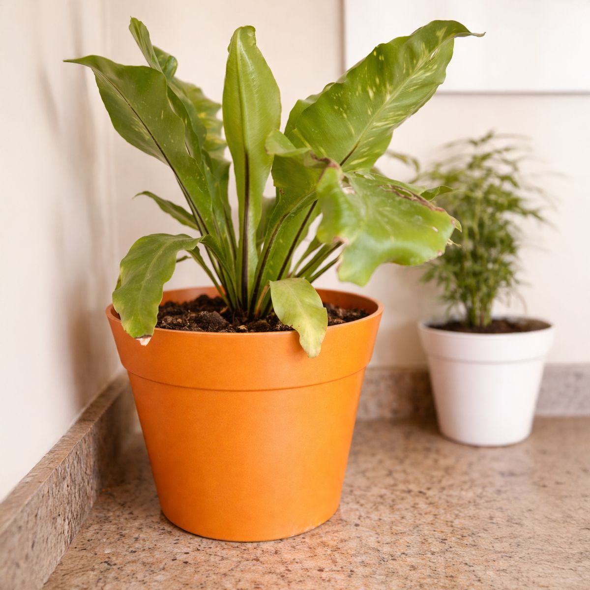 DECOGREEN - Macetero redondo de fibras naturales 25x25x17 cm