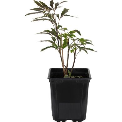 Aralia variegada 0,3 m CT13