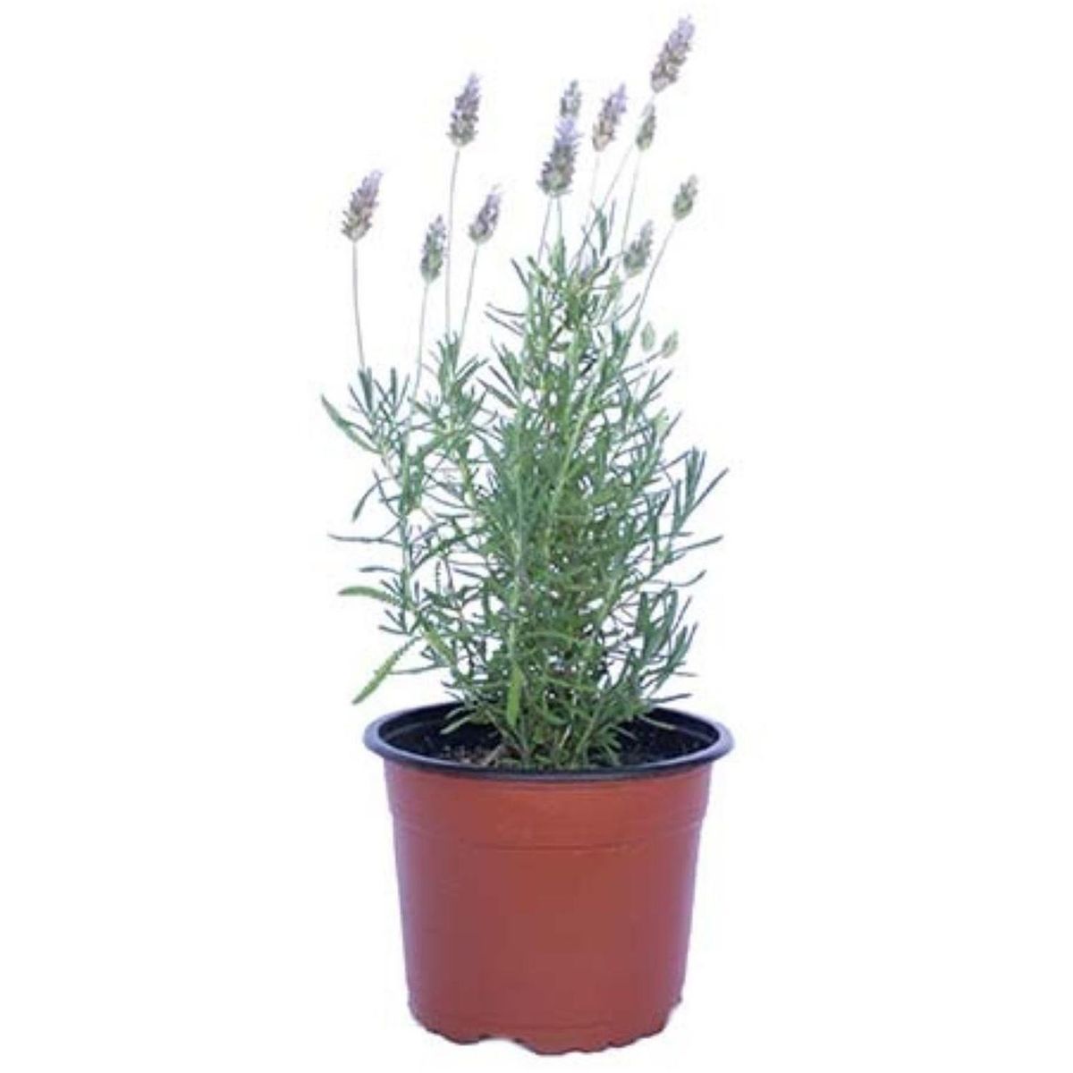 LAS BANDURRIAS - Lavanda Francesa 40 cm Natural CT23