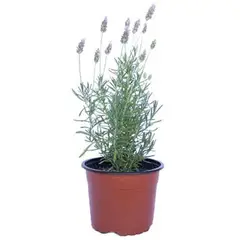 LAS BANDURRIAS - Lavanda Francesa 40 cm Natural CT23