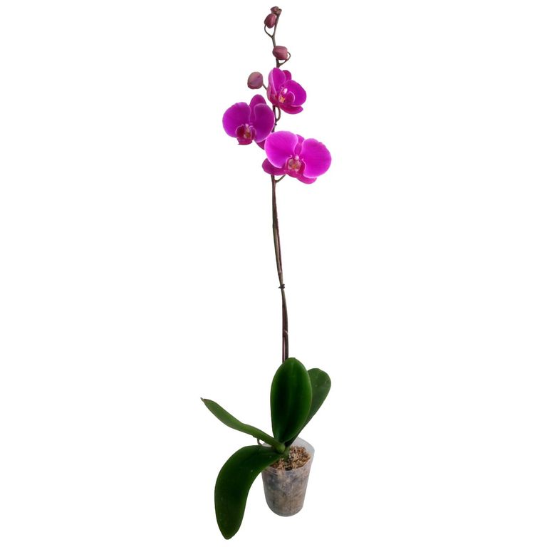 Orquidea Phalaenops 30 cm Natural CT13