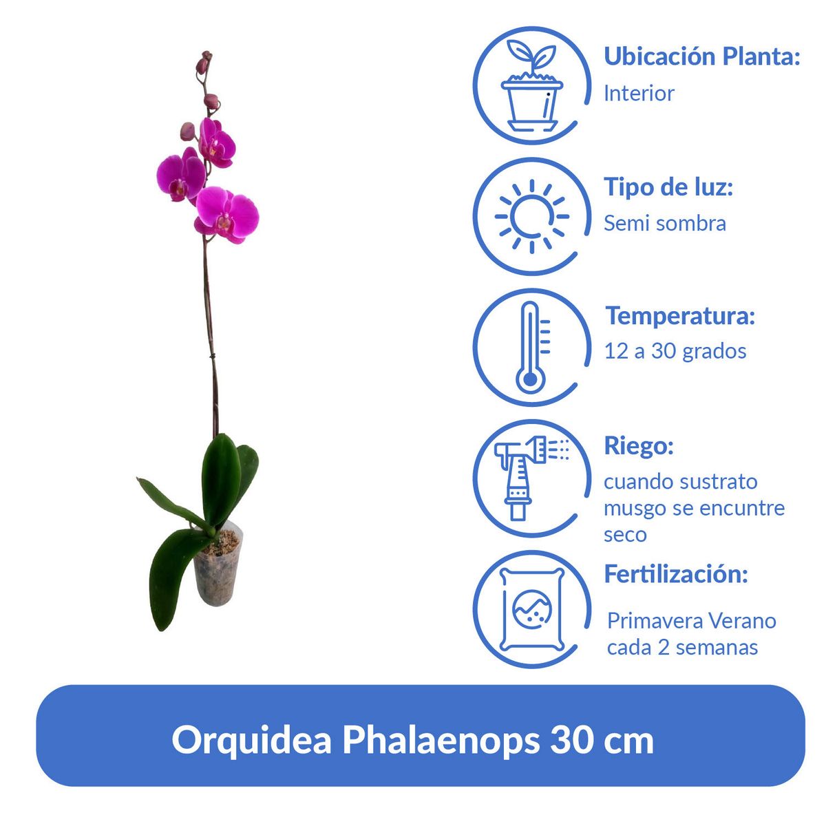 ORQUIDEA ORIENTAL - Orquidea Phalaenops 30 cm Natural CT13