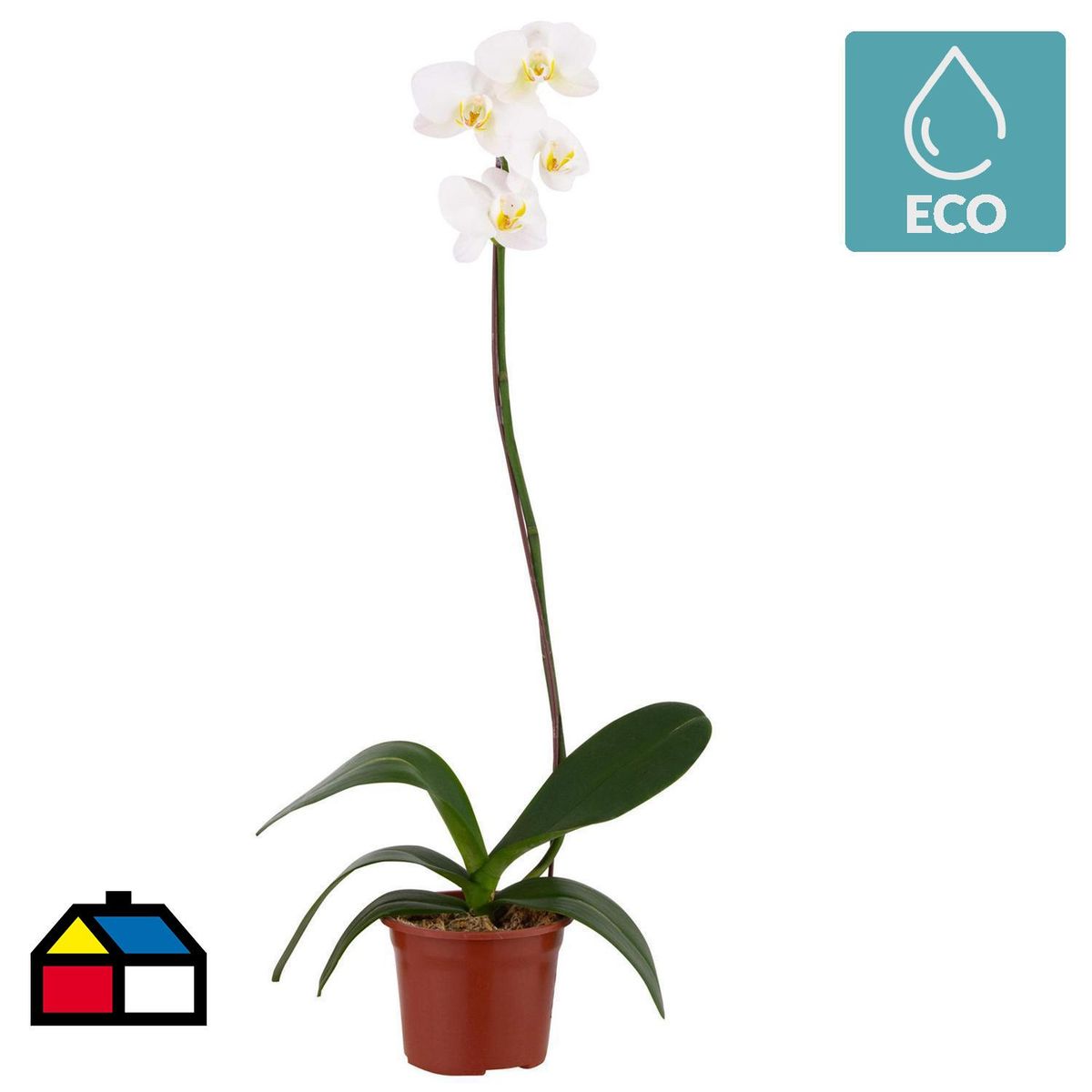 ORQUIDEA ORIENTAL - Orquidea Phalaenops 30 cm Natural CT13
