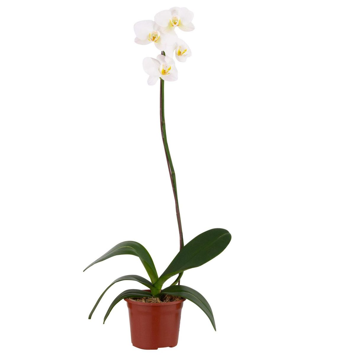 ORQUIDEA ORIENTAL - Orquidea Phalaenops 30 cm Natural CT13