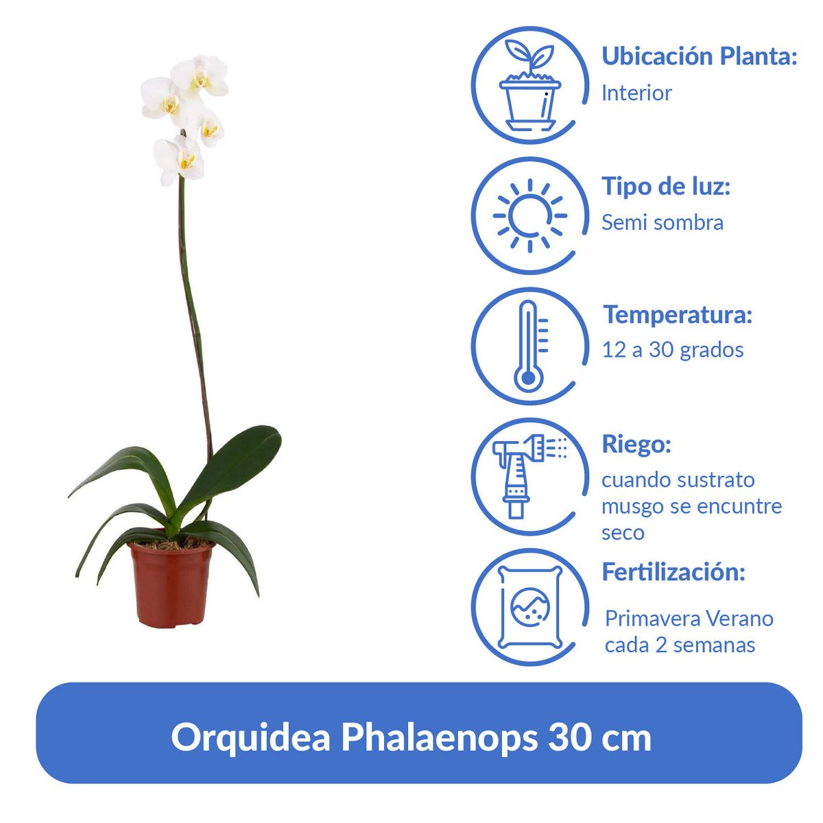 ORQUIDEA ORIENTAL - Orquidea Phalaenops 30 cm Natural CT13