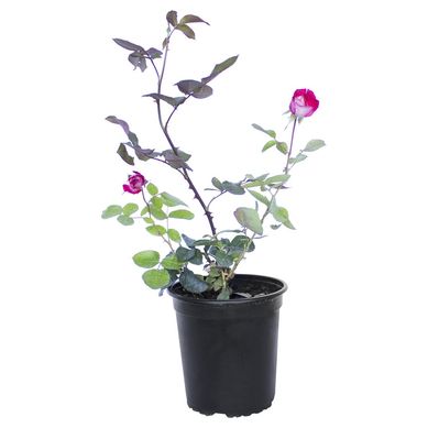 Rosa 30 centmetros CT19