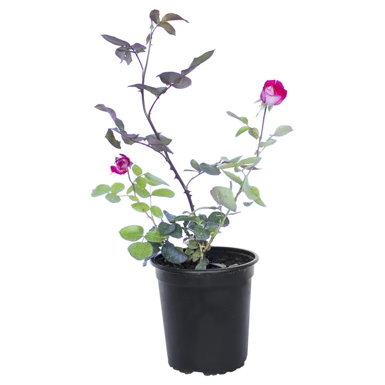 Arbusto Rosa Natural 30 cm