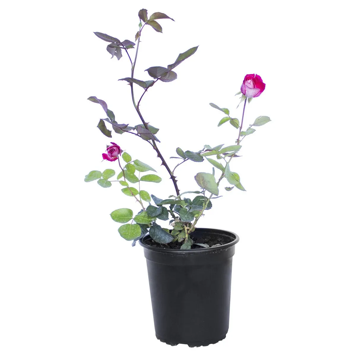 VIVEROS HIJUELAS - Arbusto Rosa Natural 30 cm