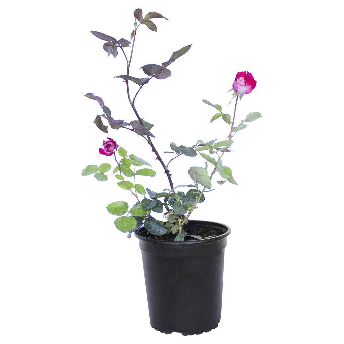 VIVEROS HIJUELAS - Arbusto Rosa Natural 30 cm