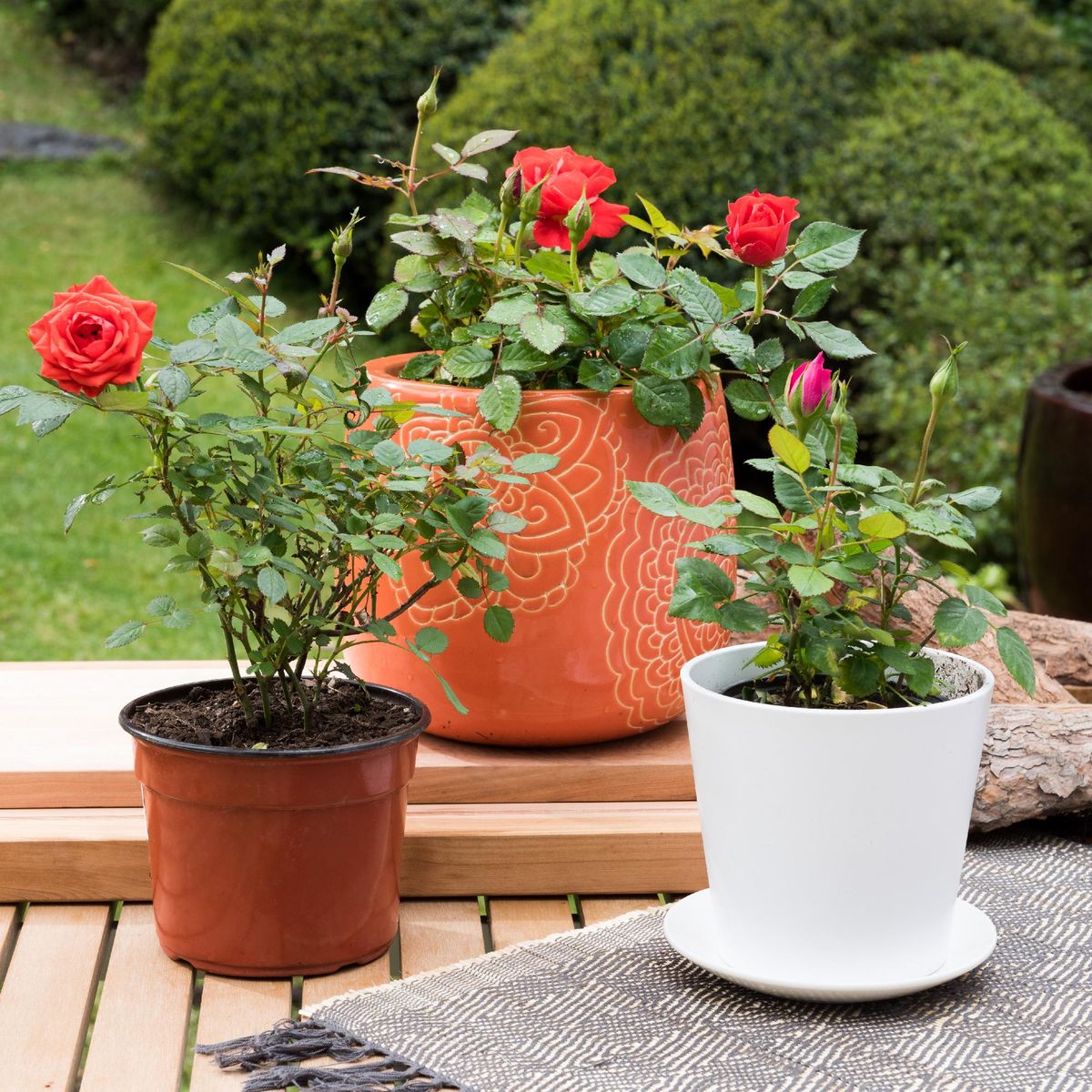 VIVEROS HIJUELAS - Arbusto Rosa Natural 30 cm