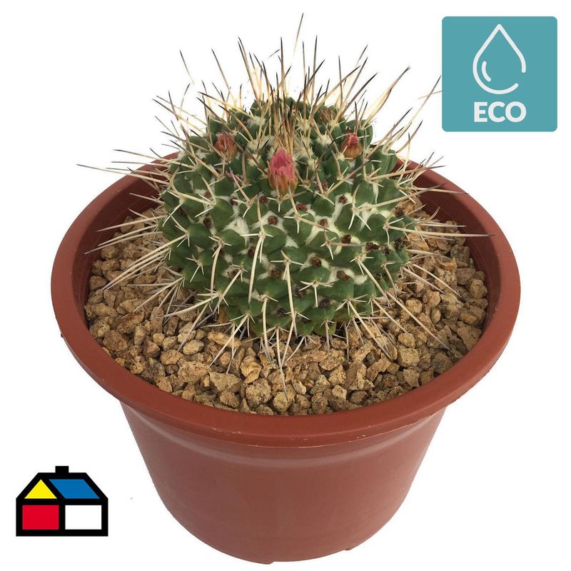 FEROXCACTUS - Planta Cactus Gigante 10 cm Natural CT15