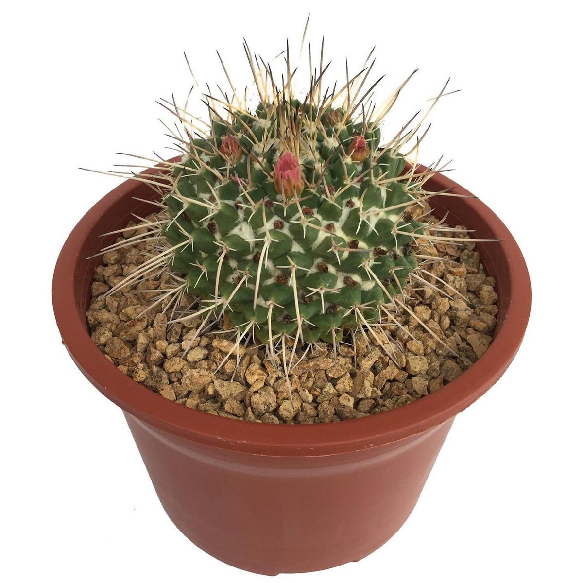 FEROXCACTUS - Planta Cactus Gigante 10 cm Natural CT15