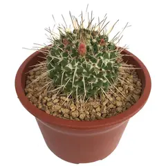 FEROXCACTUS - Planta Cactus Gigante 10 cm Natural CT15