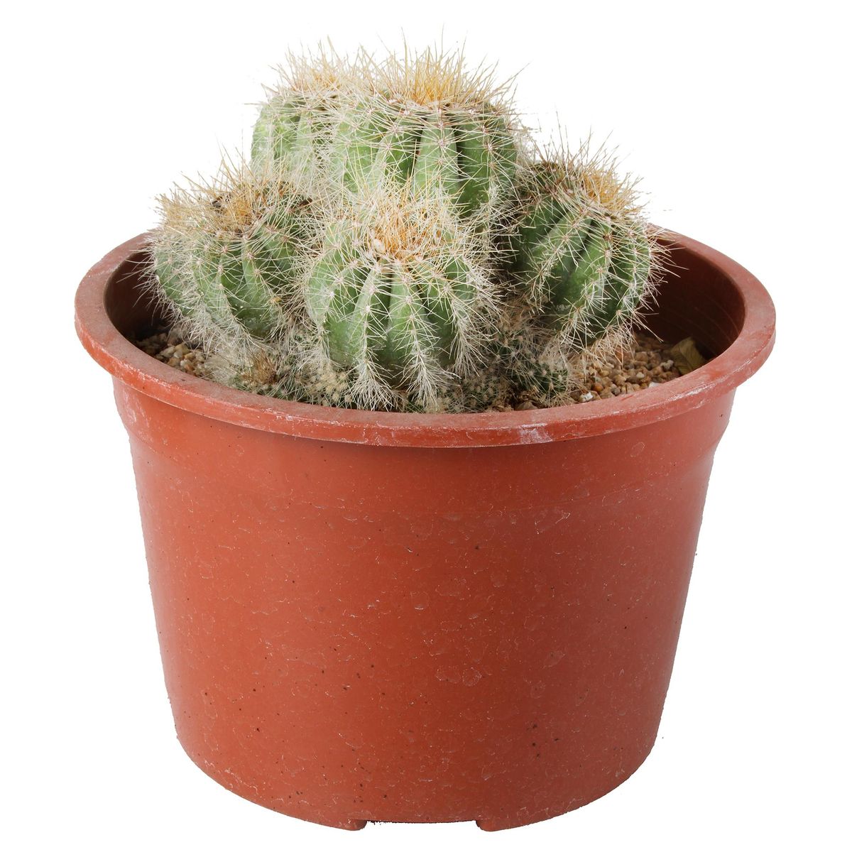 FEROXCACTUS - Planta Cactus Gigante 10 cm Natural CT15