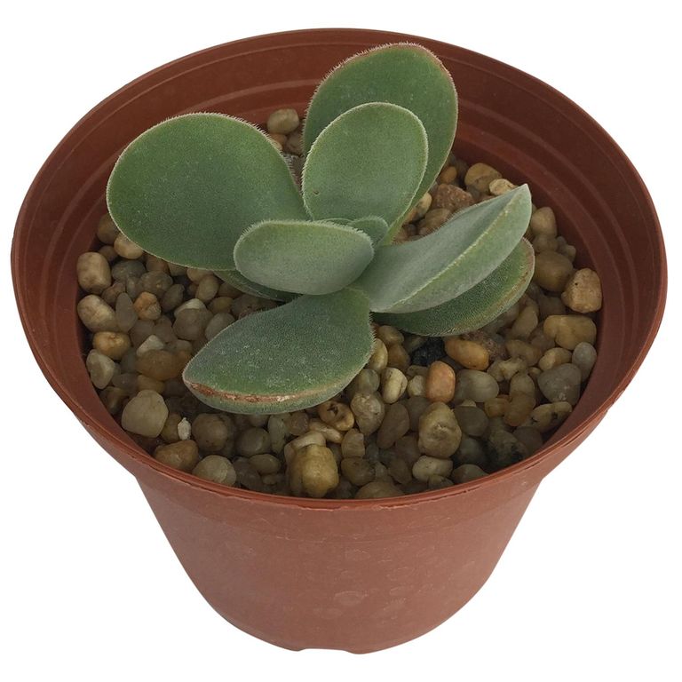 Suculentas Variedad 3 cm Natural CT8