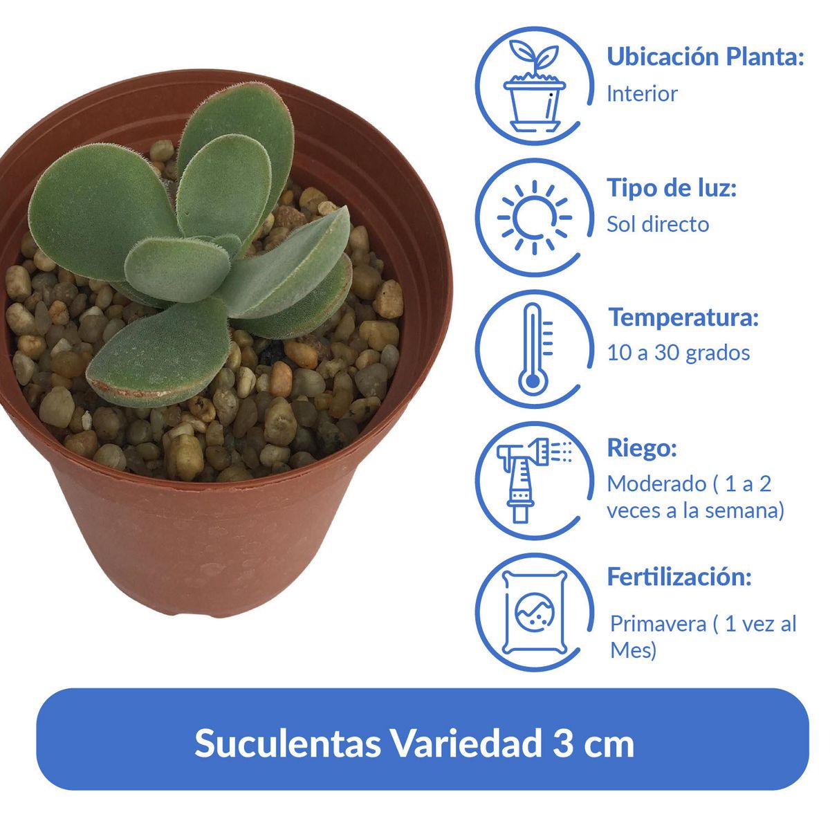 FEROXCACTUS - Suculentas Variedad 3 cm Natural CT8